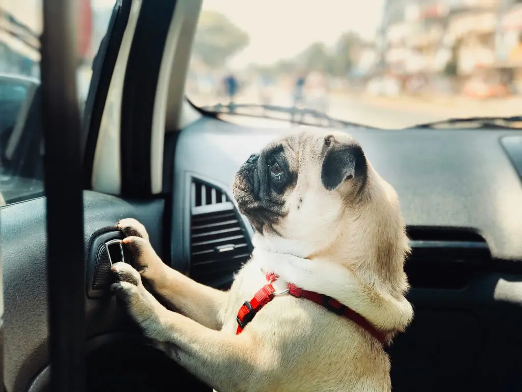 How to Get Your Dog Used to Riding in the Car: A Guide to Stress-Free Travel
