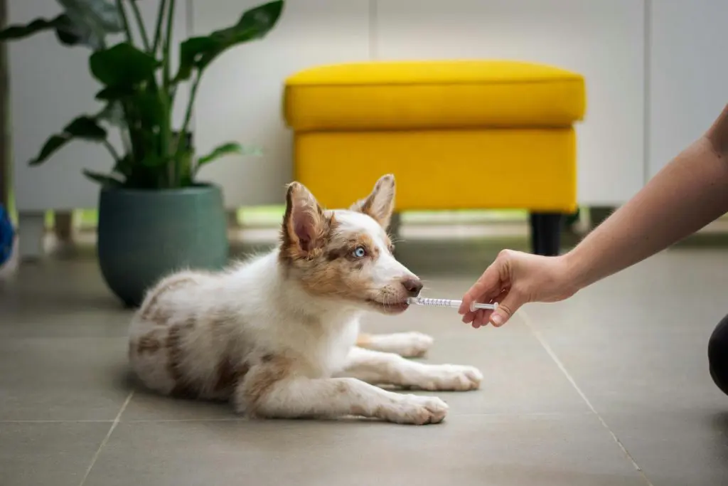 Safe Over-the-Counter Medications for Dogs: What You Can Use and When