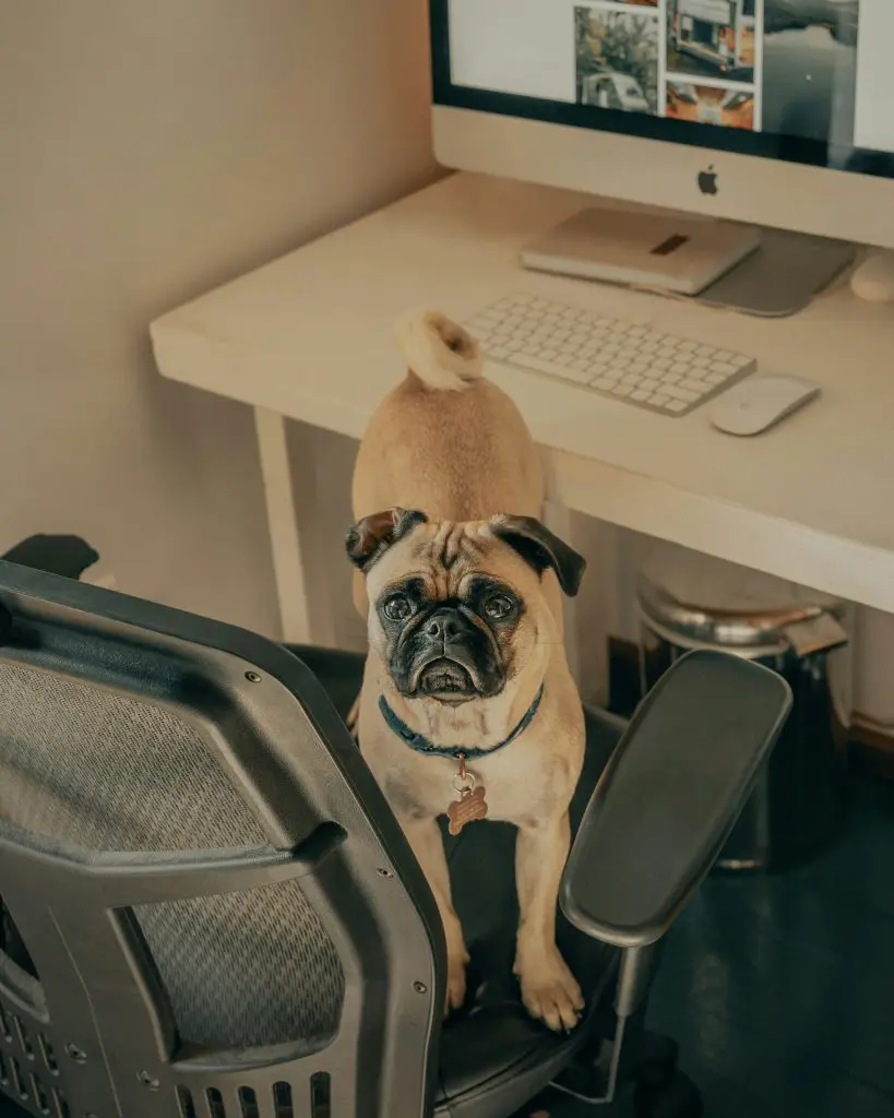 Dogs at Work: Boosting Morale and Productivity