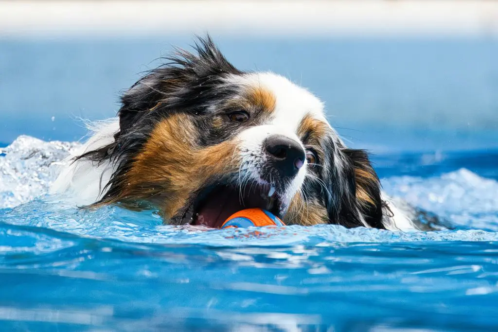 Making a Splash: The Surprising Benefits of Swimming for Dogs