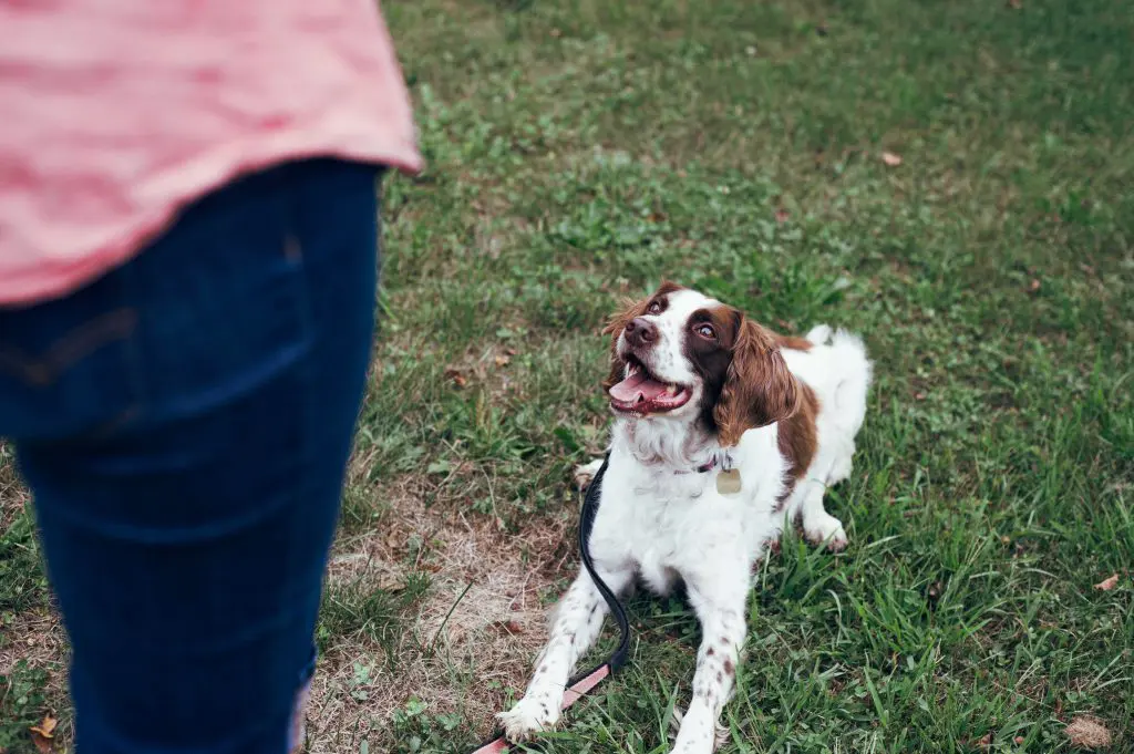 Building Confidence Through Training: Why Working With Your Dog Makes You Both Stronger