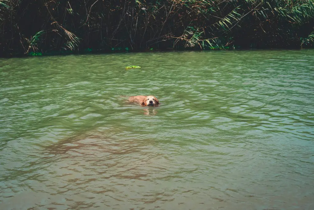 Making a Splash: The Surprising Benefits of Swimming for Dogs