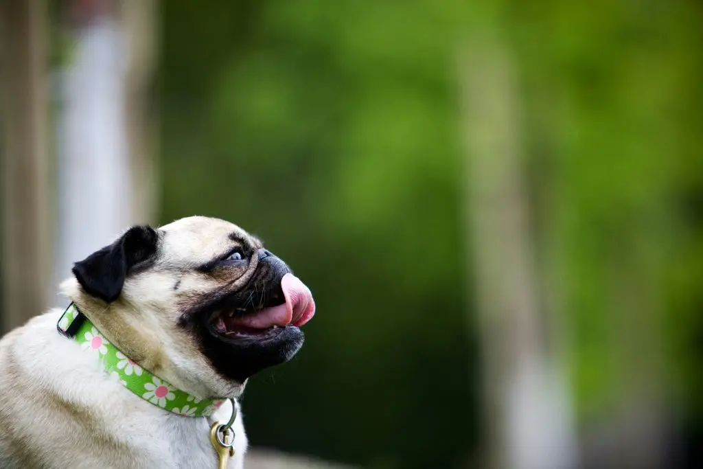 Why Do Dogs Pant? Understanding Your Pet’s Natural Cooling System