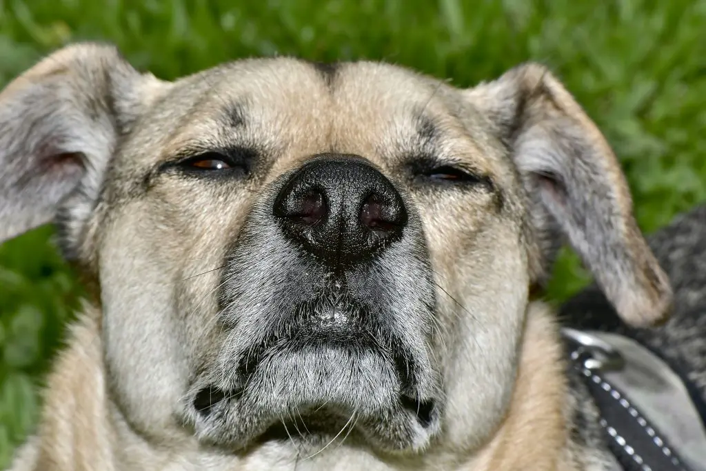 Spotting Signs of Allergies in Your Dog
