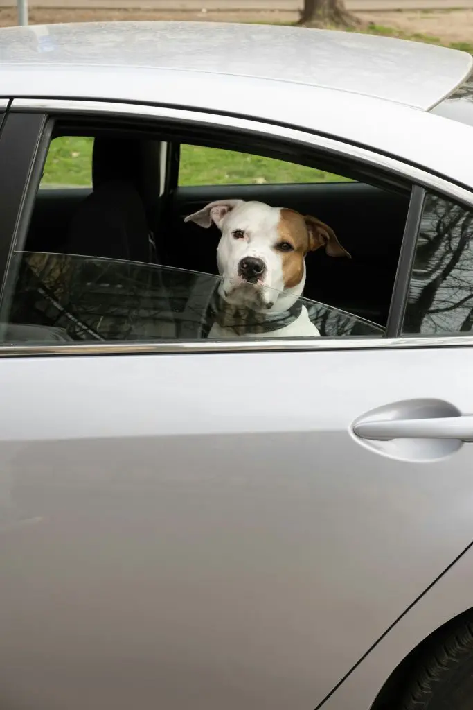 How to Get Your Dog Used to Riding in the Car: A Guide to Stress-Free Travel