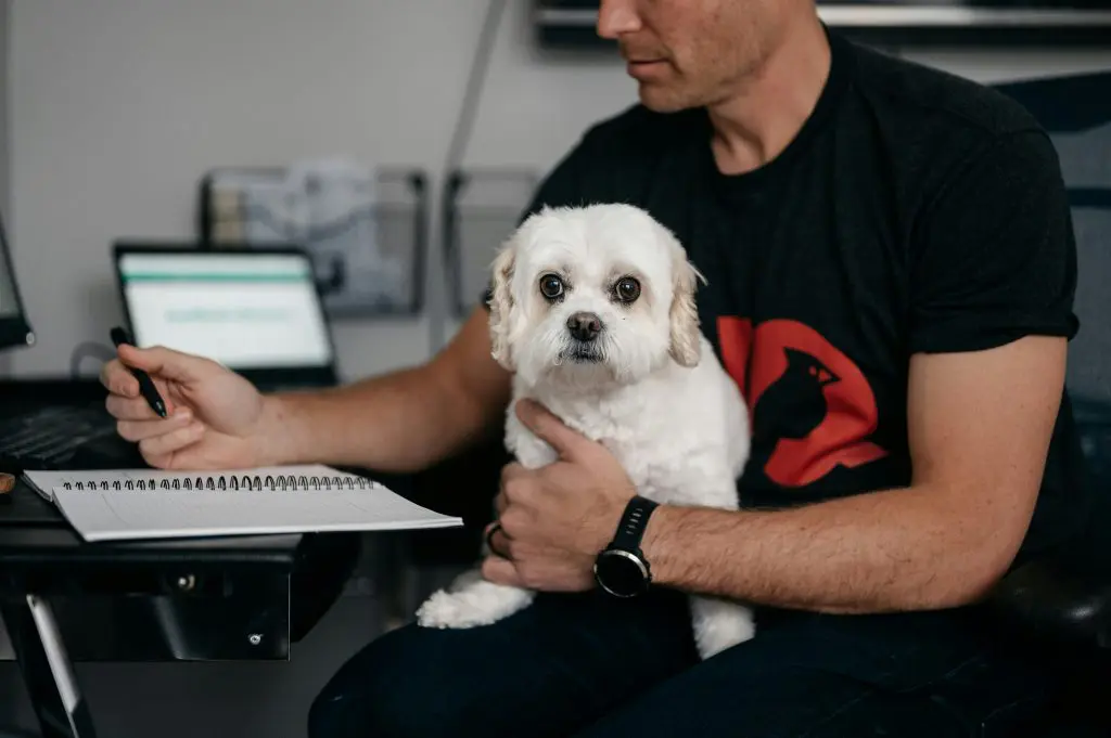 Dogs at Work: Boosting Morale and Productivity