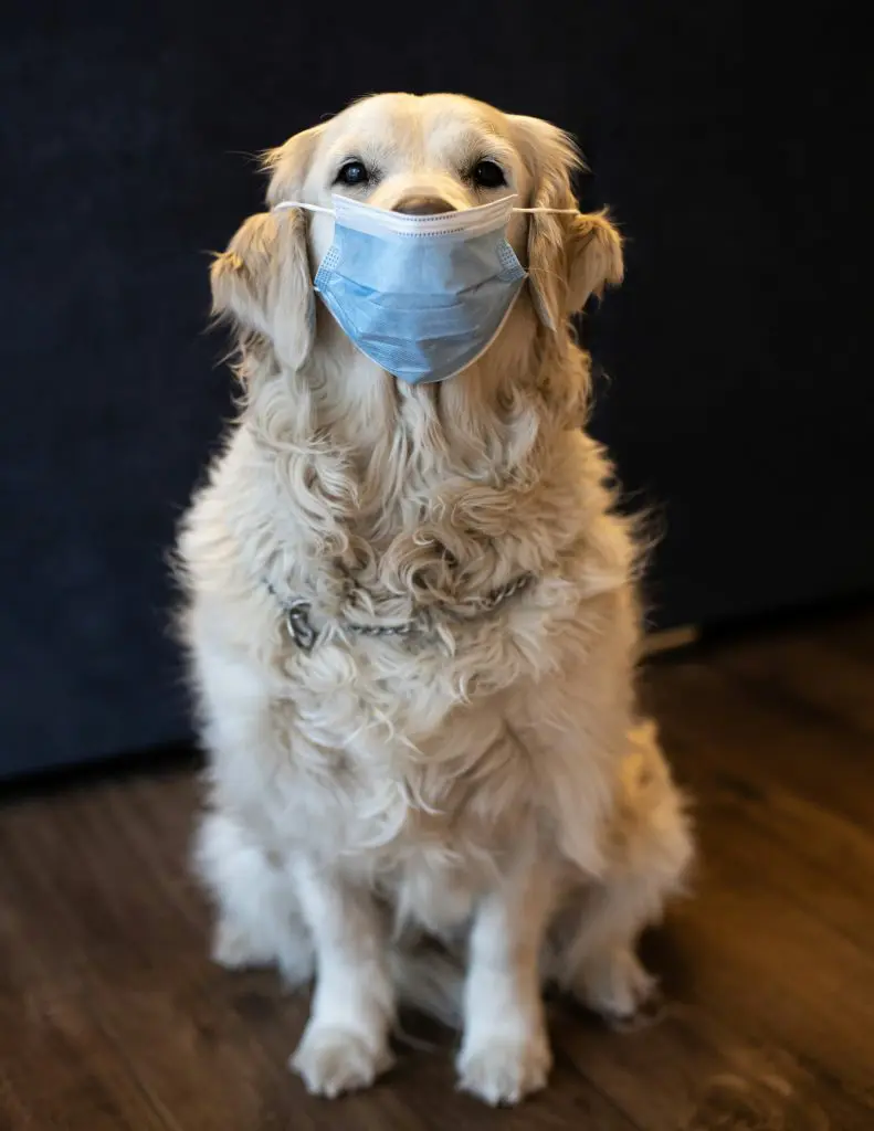 Spotting Signs of Allergies in Your Dog