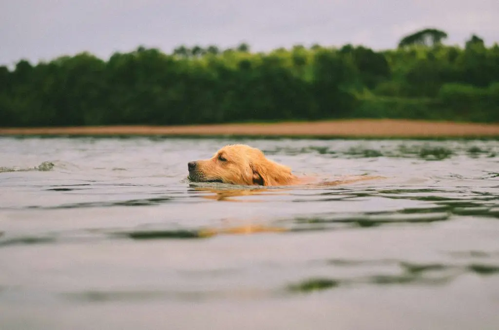 Making a Splash: The Surprising Benefits of Swimming for Dogs