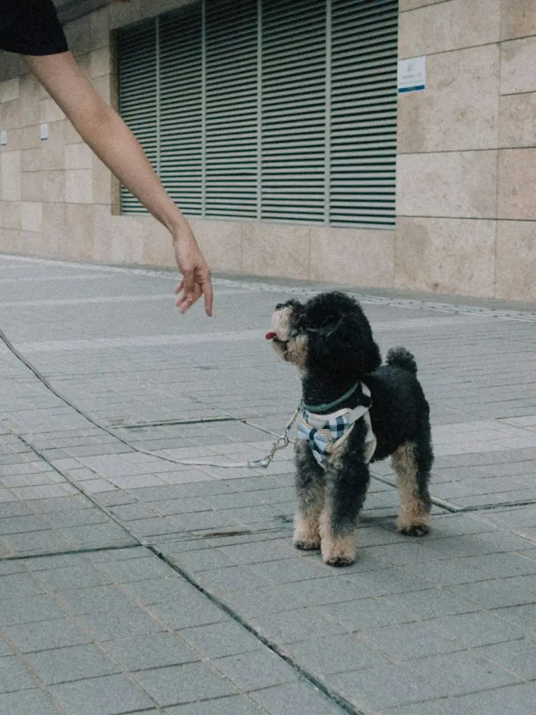 Crate Training Tips Every Dog Owner Should Know