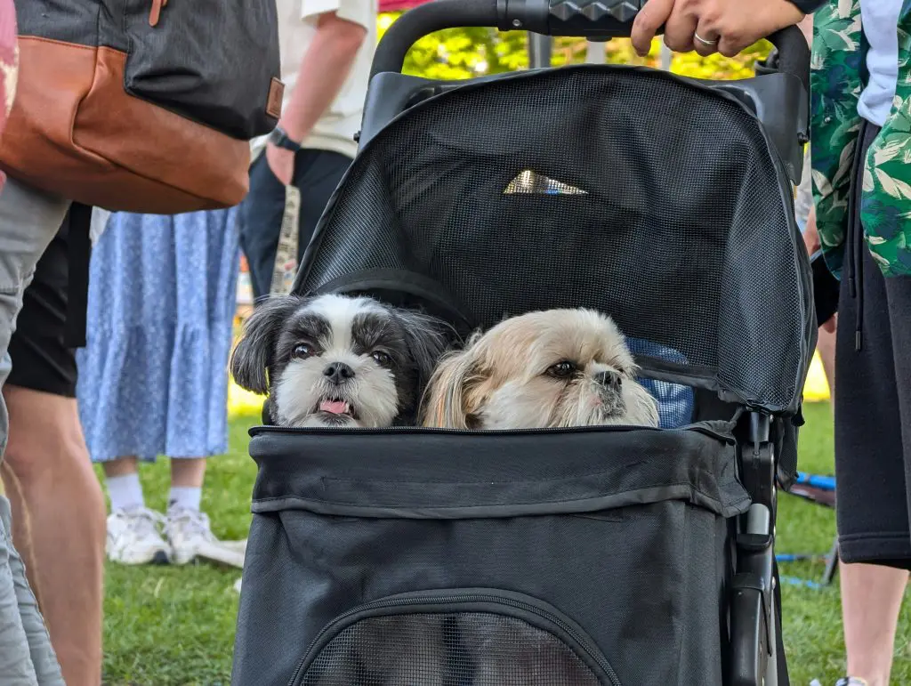 How to Volunteer With Dogs in Albany, NY