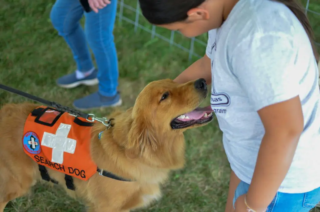 How to Volunteer With Dogs in Albany, NY