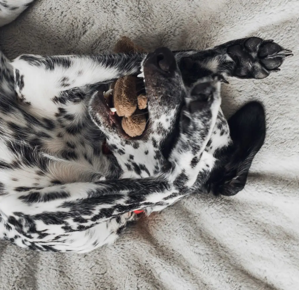 Why Gut Health Matters for Dogs