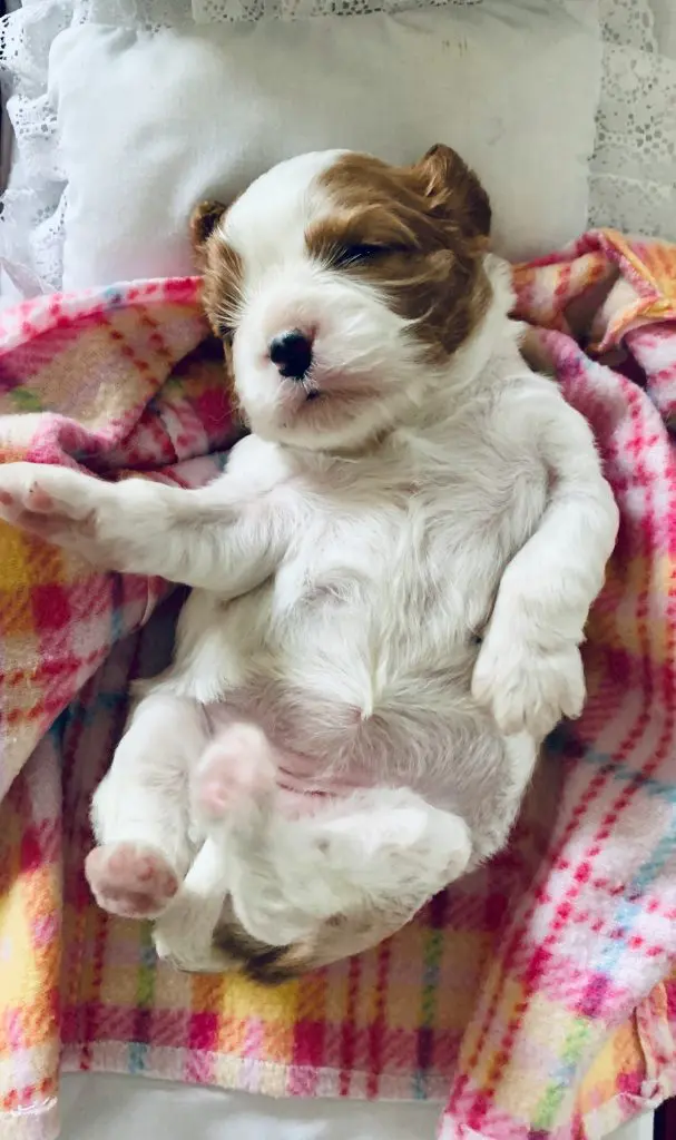 Why Gut Health Matters for Dogs