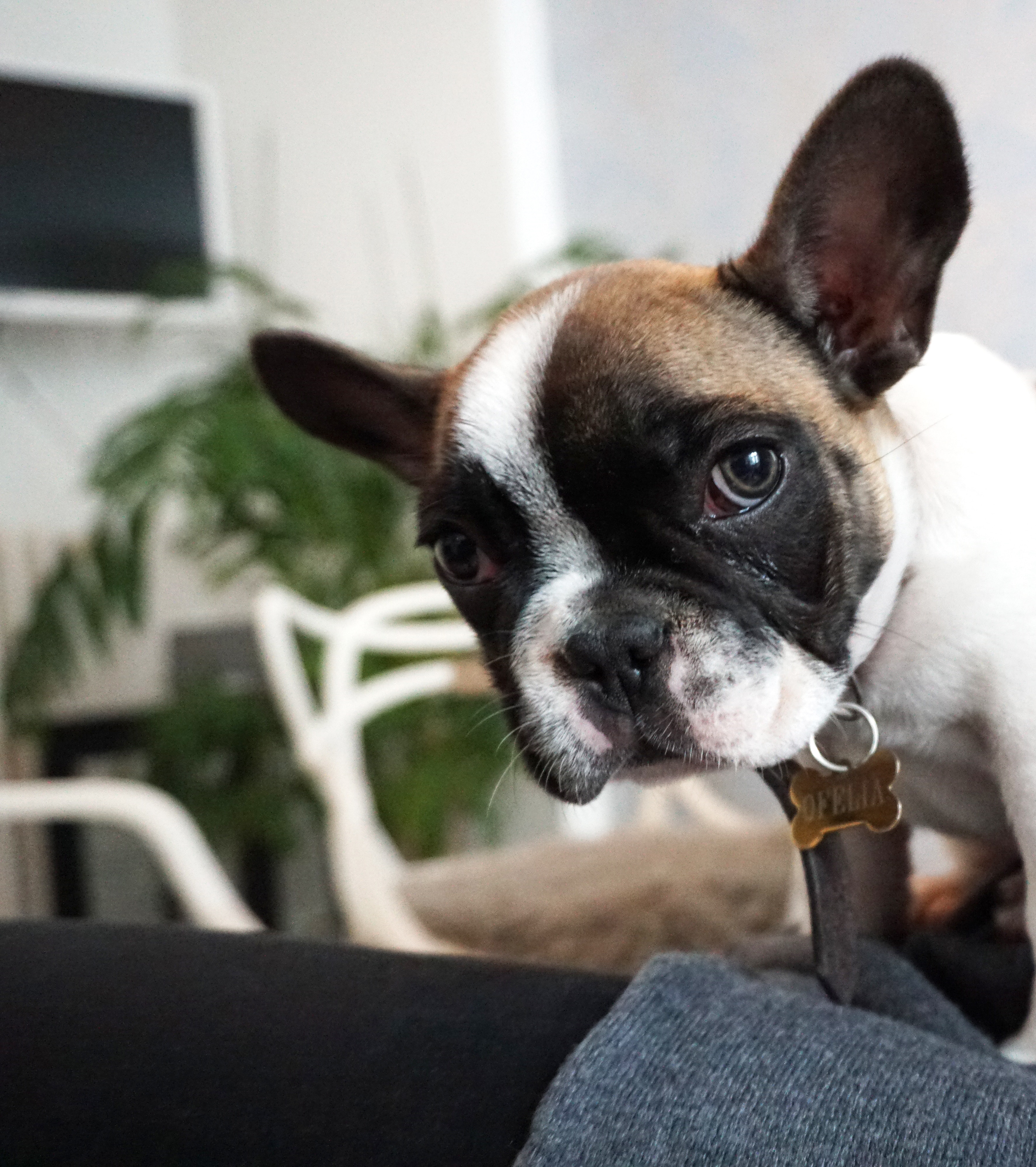 Living in an Apartment with a Dog Albany Off Leash K9 Dog Training
