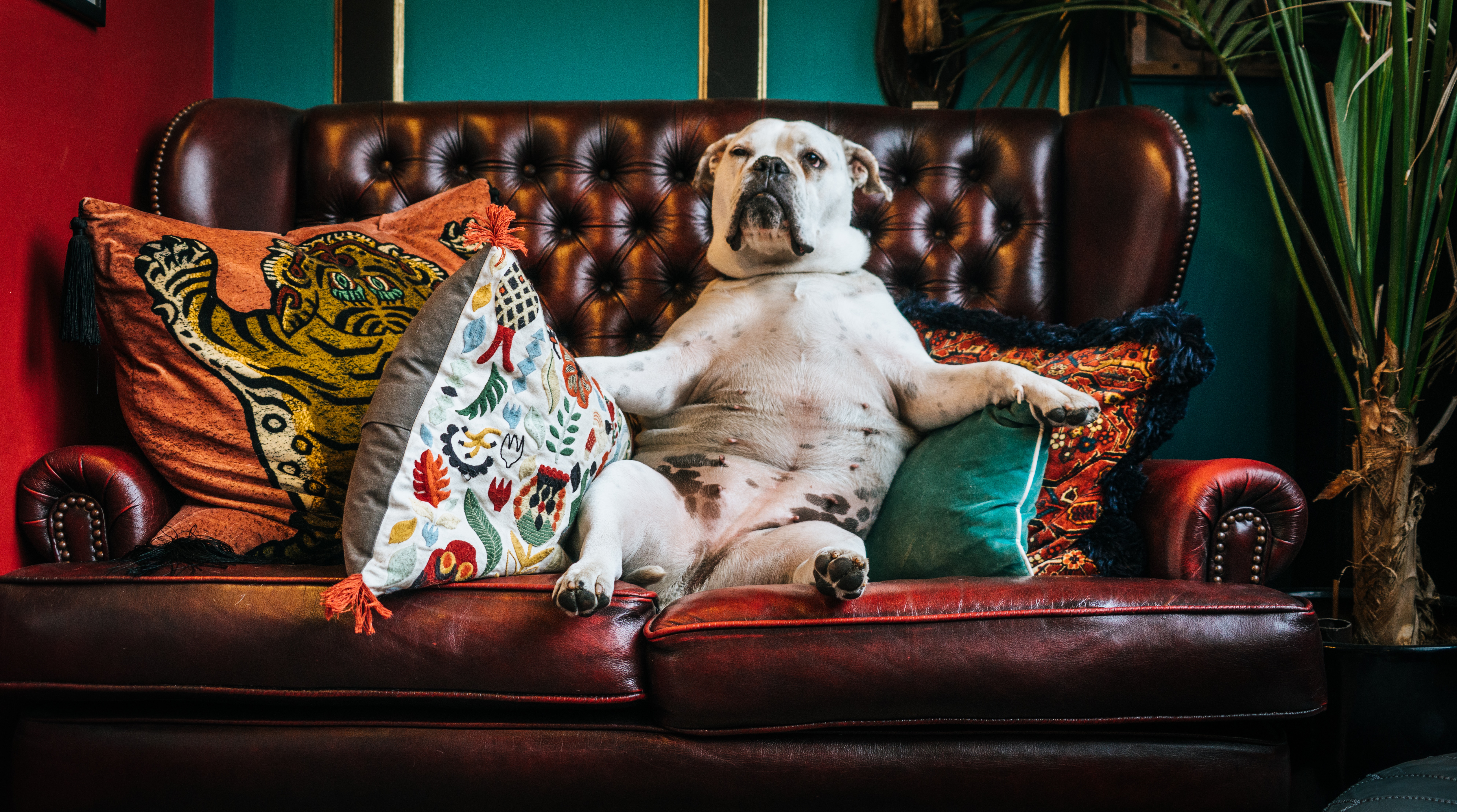 Lazy online great dane