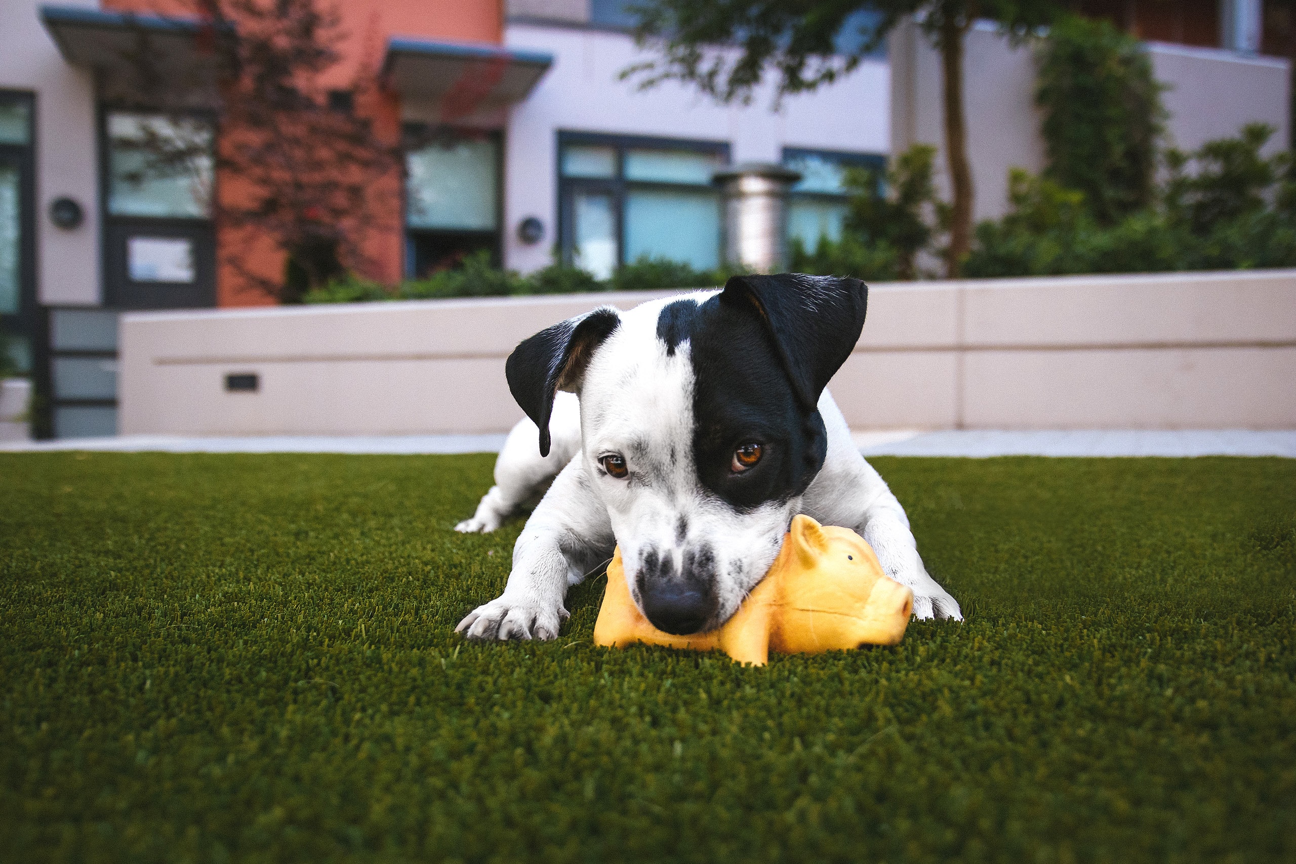 5. The importance of safe toys for pets