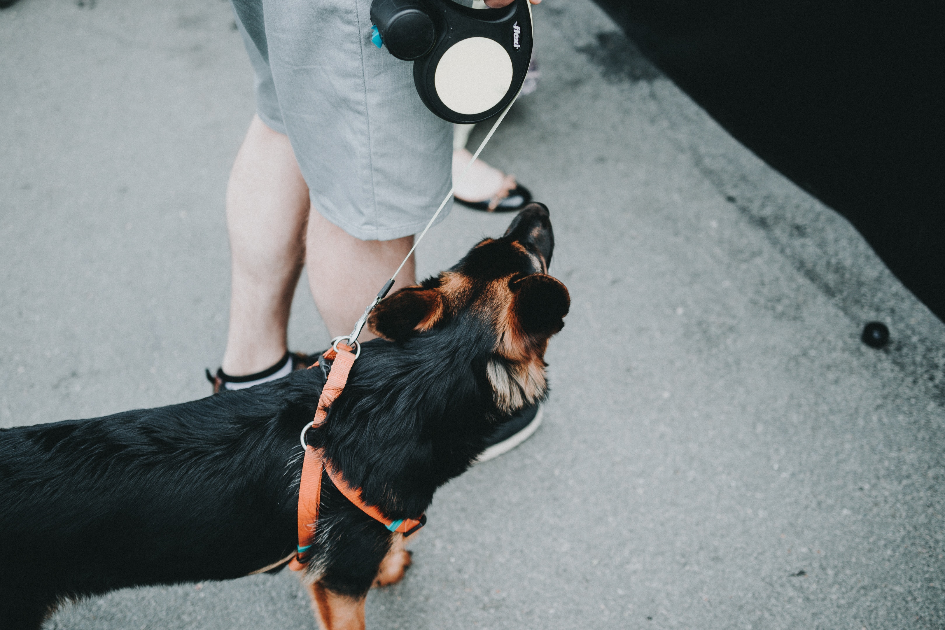 Keep Your Dog Safe from Dognappers | Albany Off Leash K9 Dog Training Keep Your Dog Safe from Dognappers | Albany Off Leash K9 Dog Training