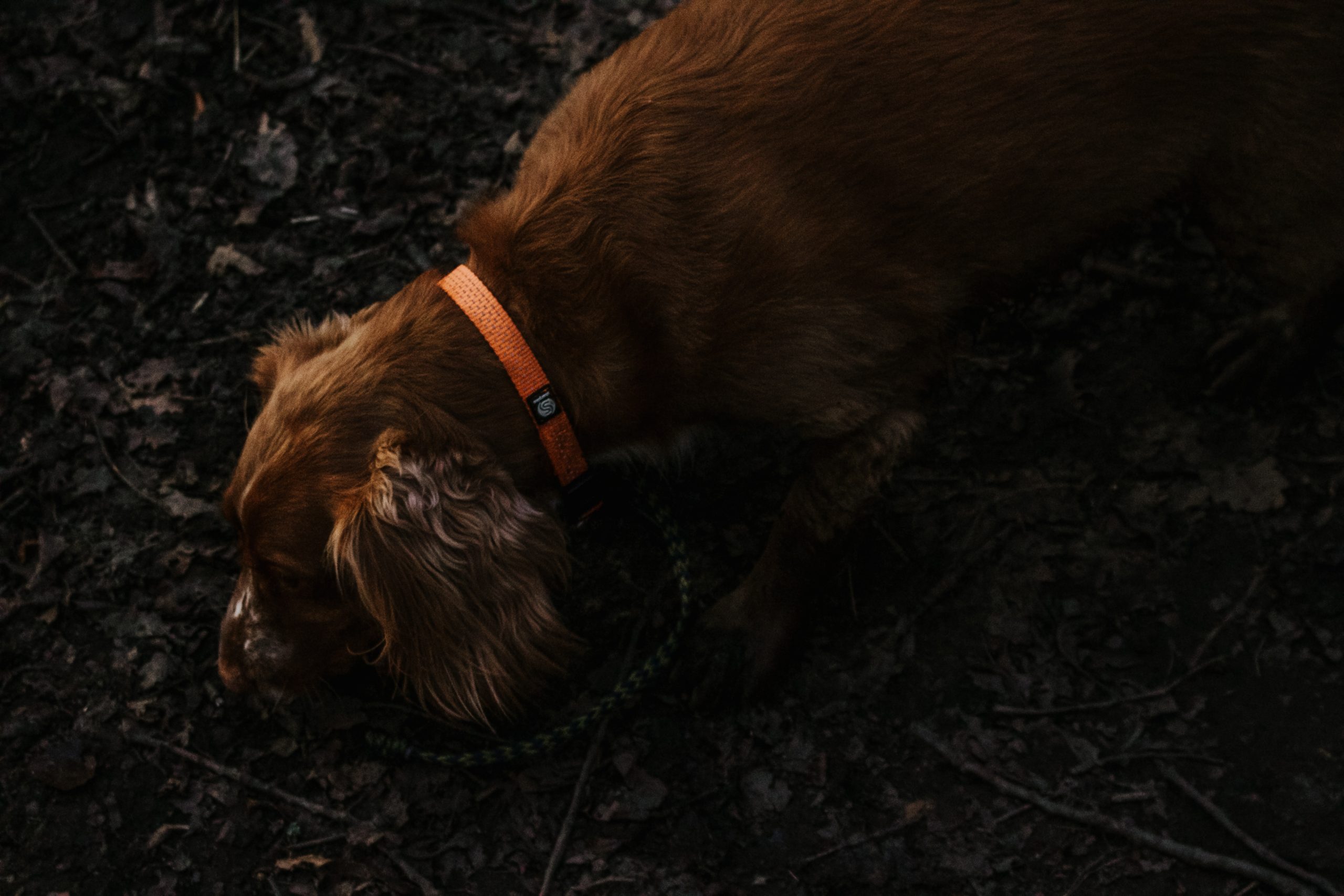 what do you do if your dog eats dirt