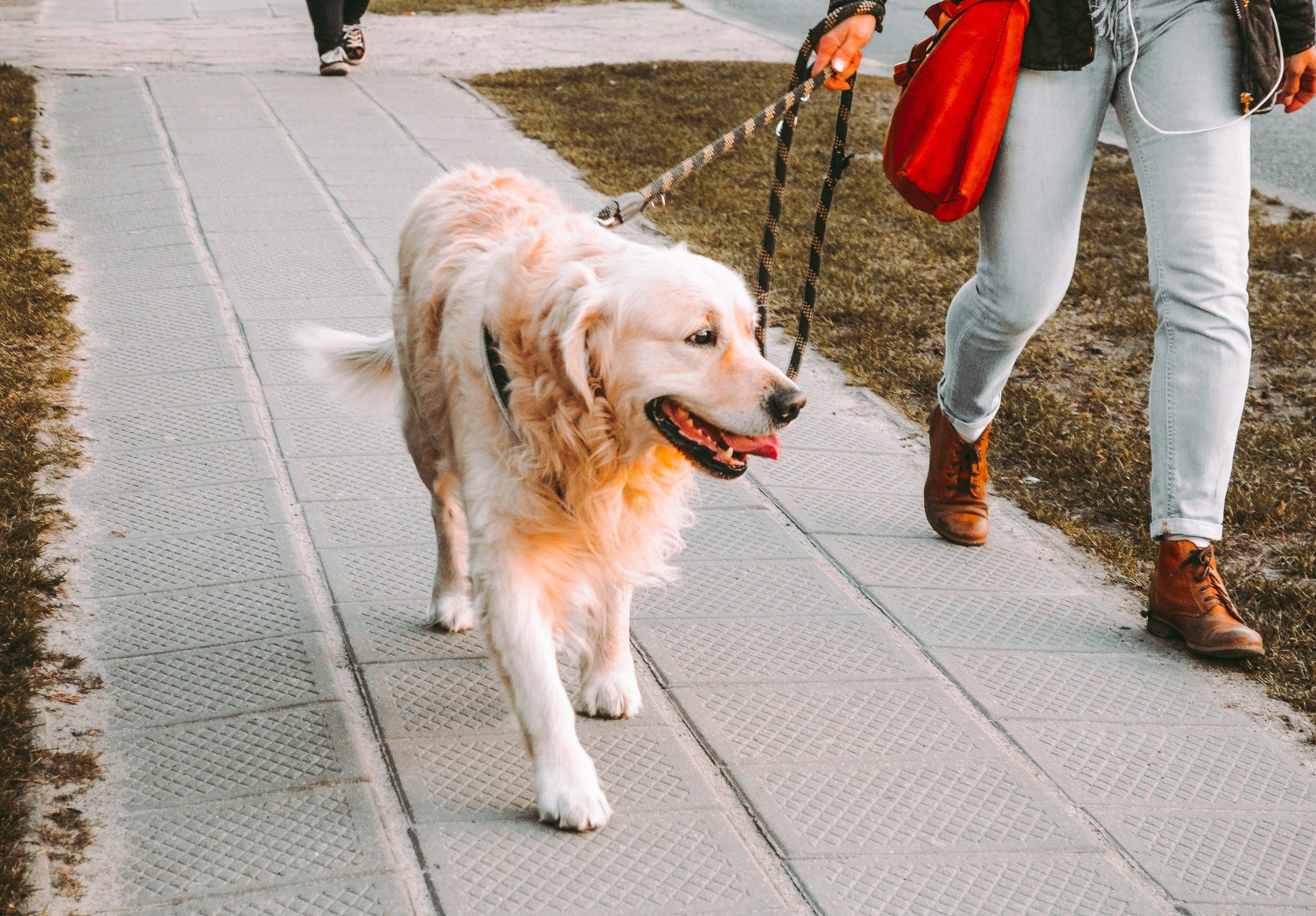 Love-Based Dog Walking - About Us, Albany, NY