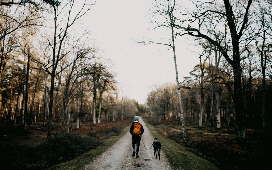 Best Dog Walkers in the Capital Region – Our Top 6 List