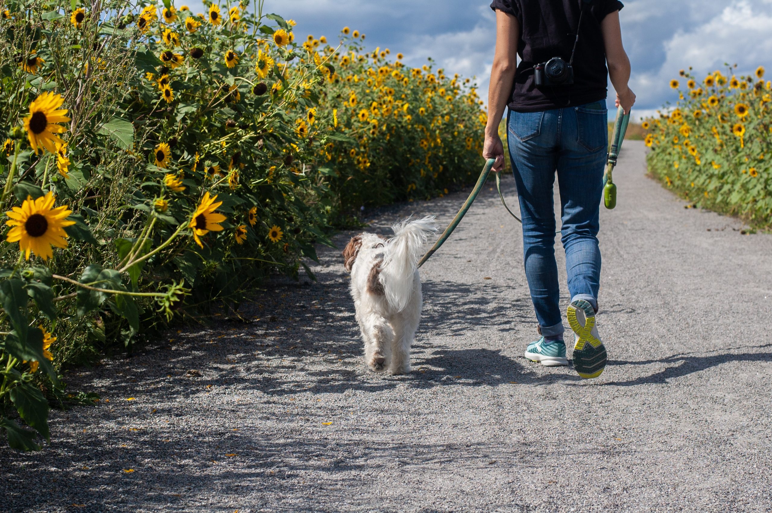 Love-Based Dog Walking - About Us, Albany, NY