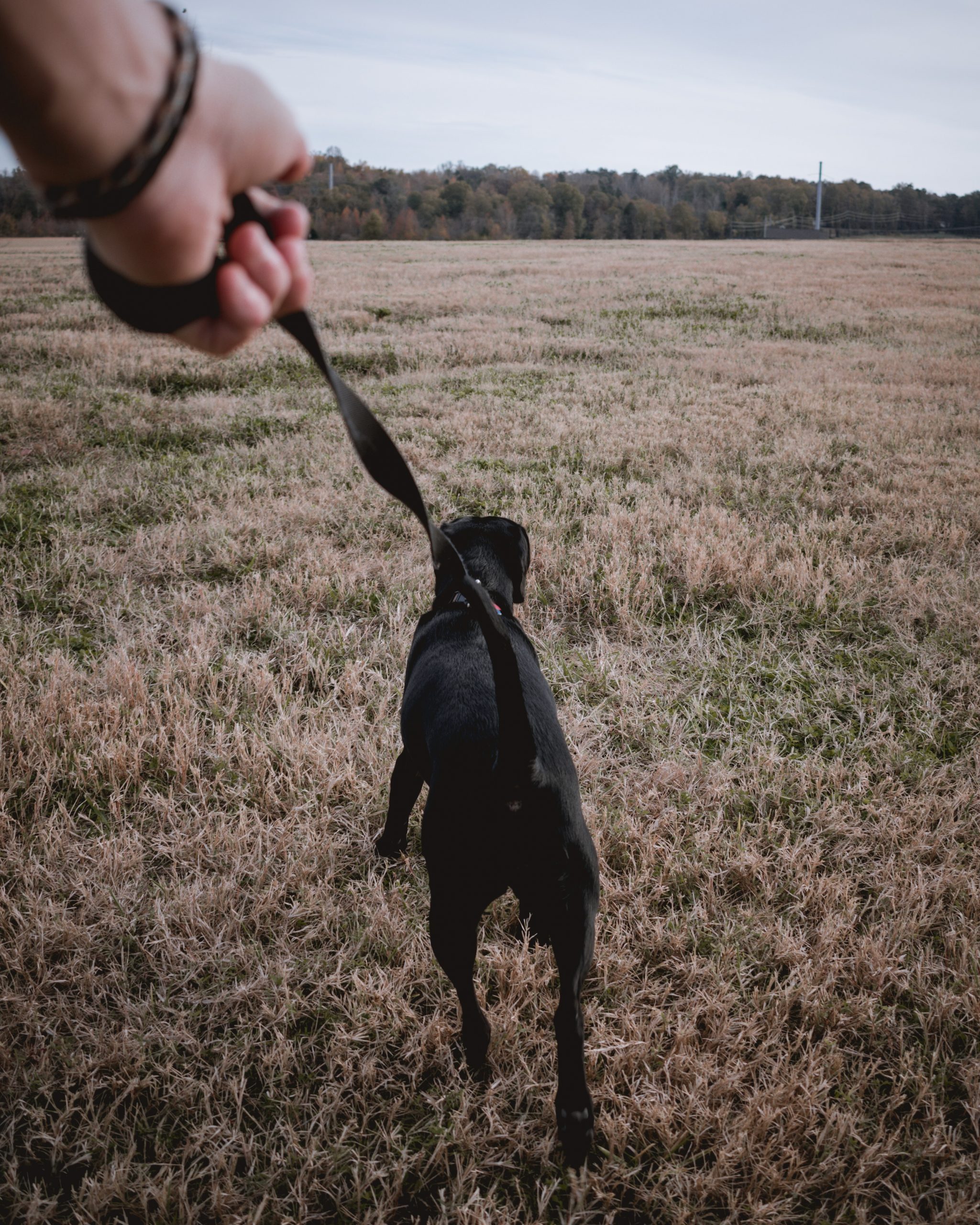 Love-Based Dog Walking, Albany, NY