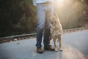 Your Guide to a Better Trained Dog