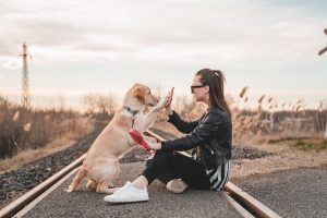 Your Guide to a Better Trained Dog