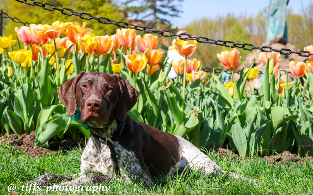 In With the Truth, Out With the Myths | The Difference Between E-Collars and Shock Collars | Off Leash K9 Training Northeast