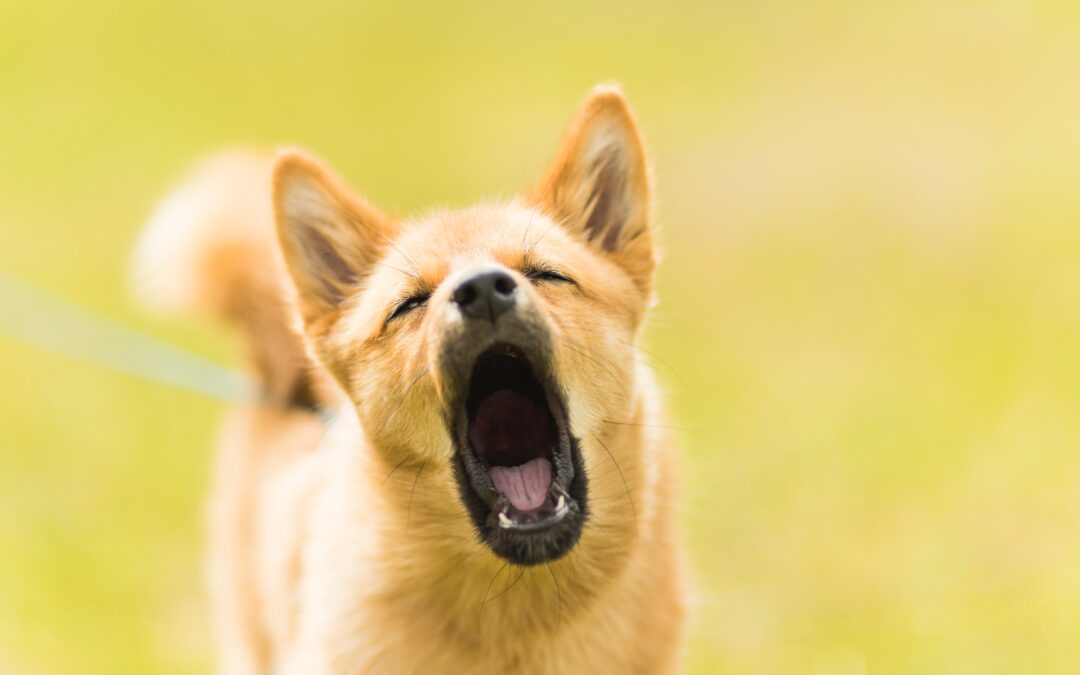 The Reactive Dog | Off Leash K9 Training Northeast