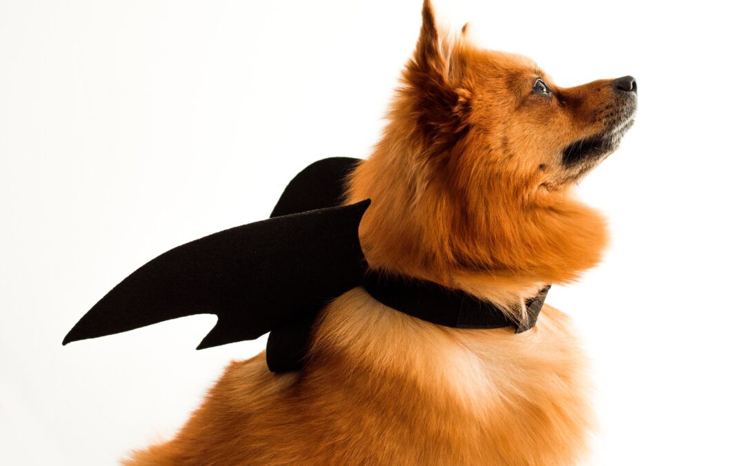 Tips for a Dog Friendly Halloween | Off Leash K9 Training Northeast