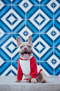 french bulldog most popular dog breed