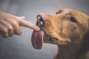 The Science Behind Dog Licking: From Bonding to Behavioral Cues