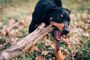 A Comprehensive Guide to Dealing with Separation Anxiety in Dogs