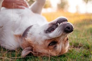 The Complete Guide to Dog Dental Health: From Gum Care to Longevity