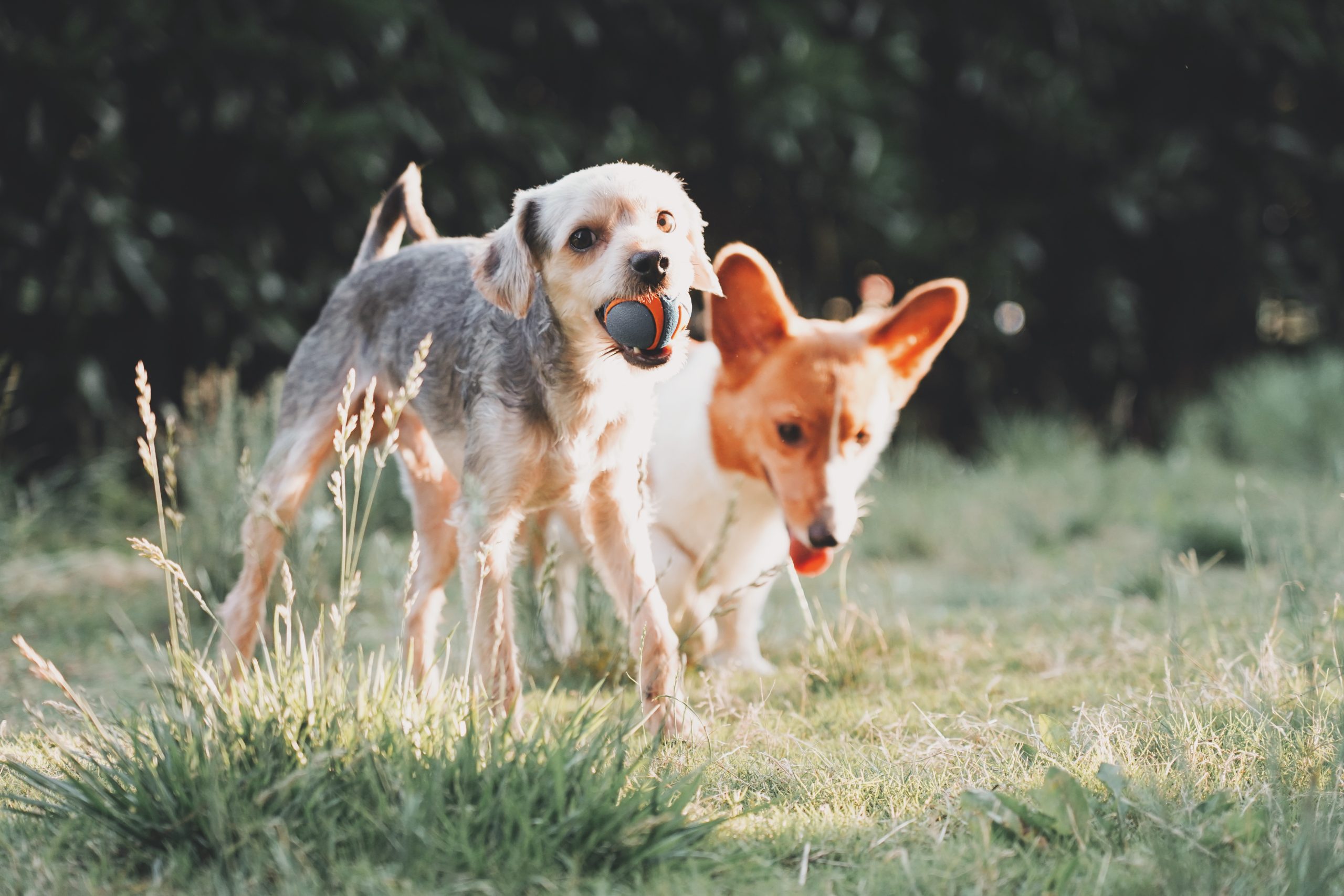 The Complete Guide to Dog Socialization: Tips, Methods, and Challenges