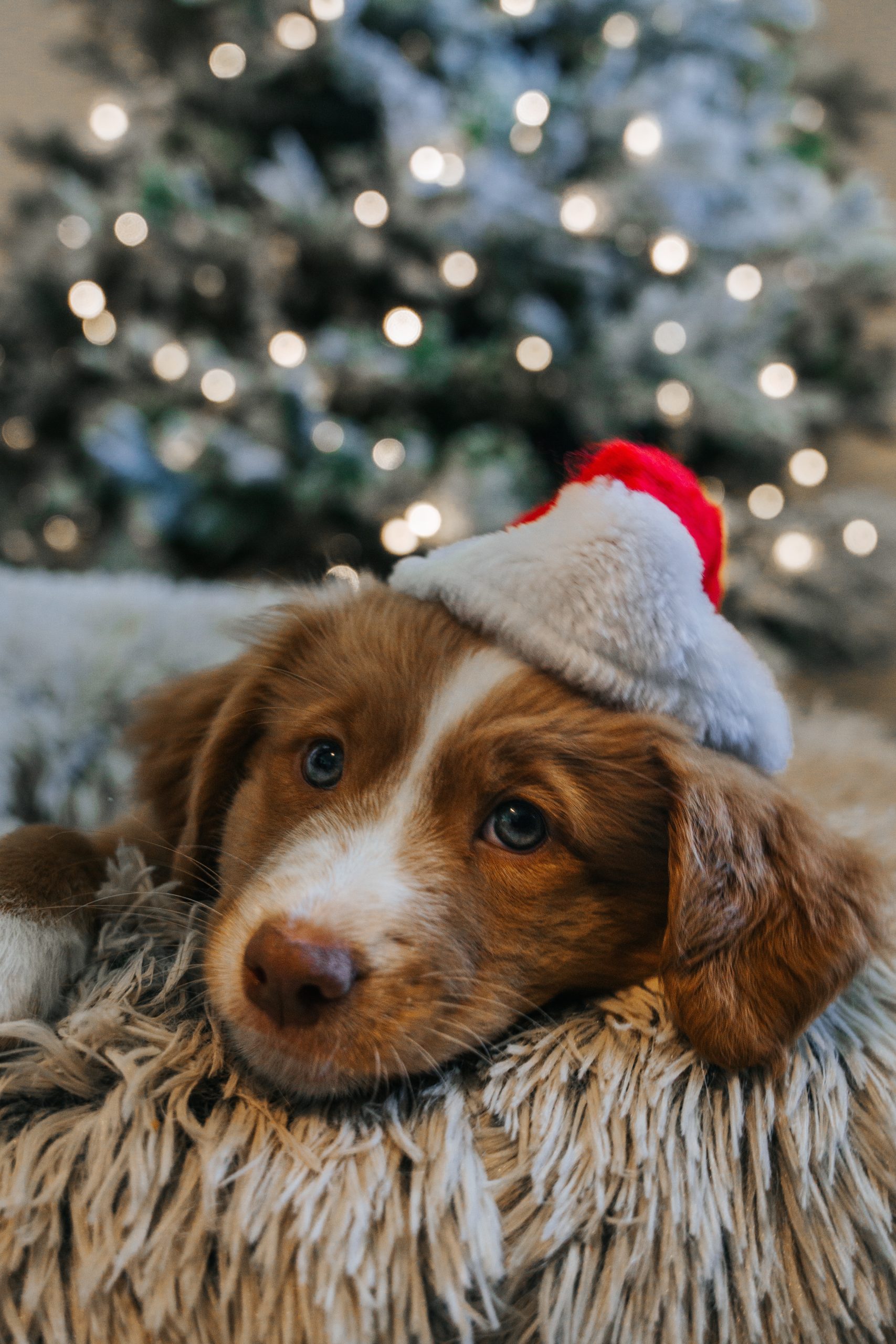 Christmas Safety Tips for Dogs
