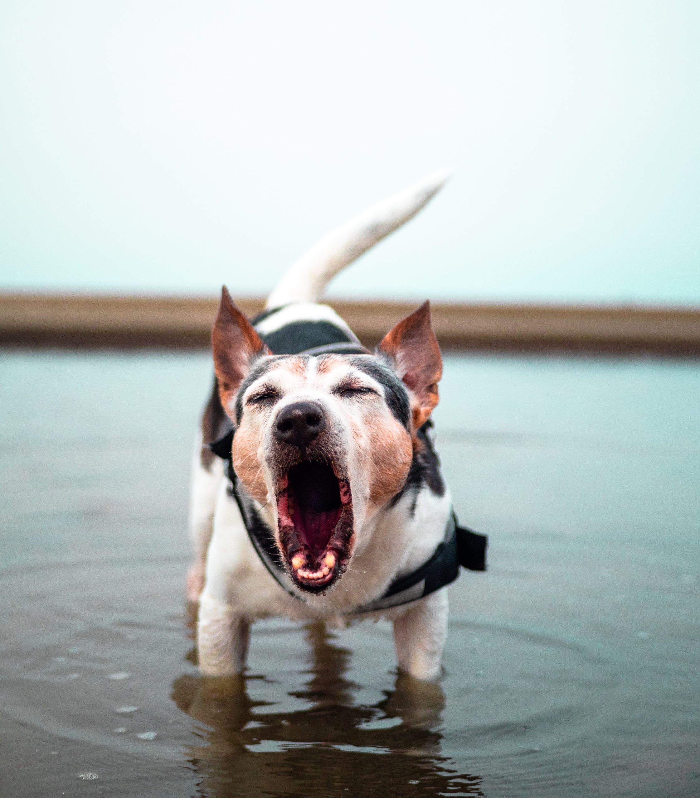 Why Do Dogs Howl? Understanding Dog Communication and Behavior