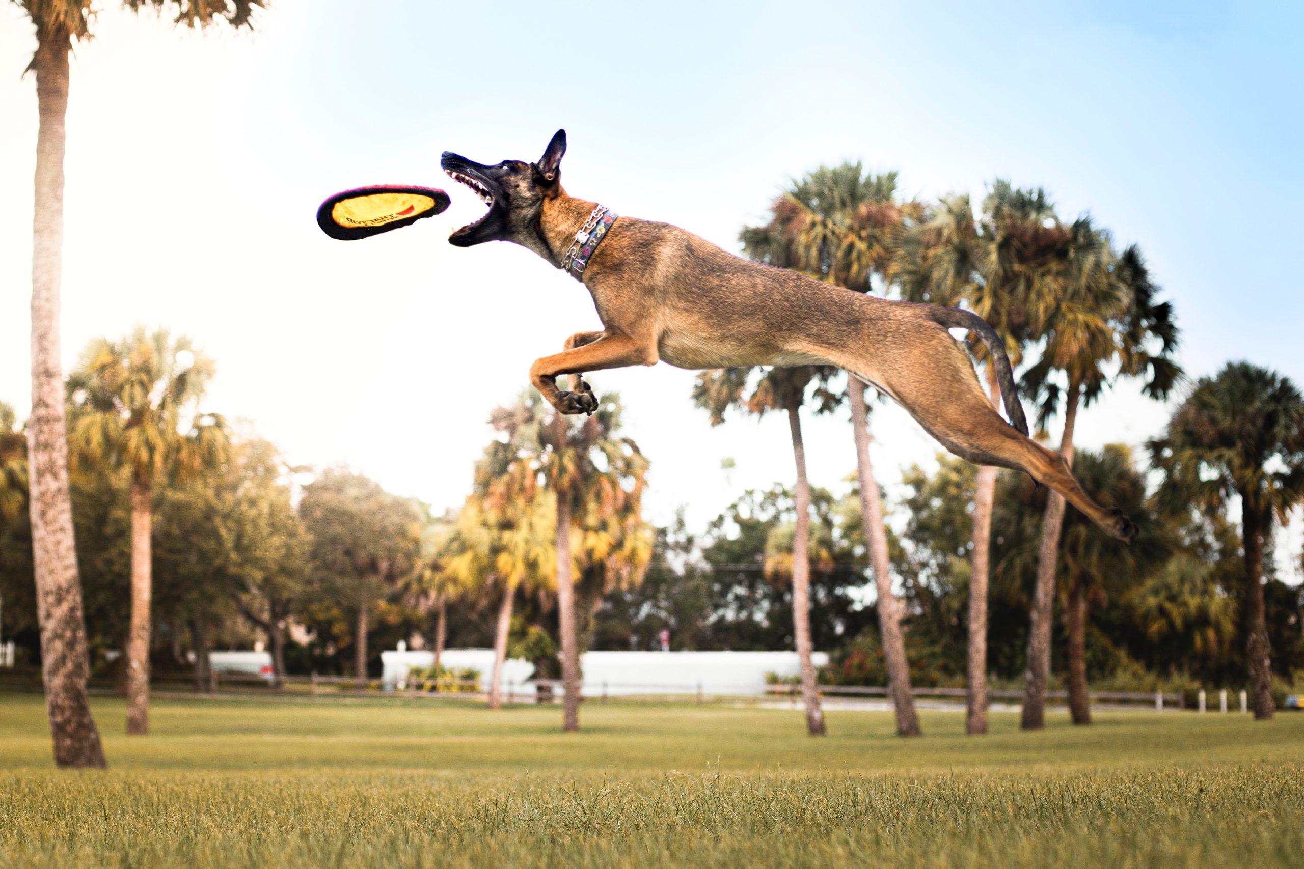  How Much Exercise Does My Dog Need? Meeting Your Dogs Exercise Needs