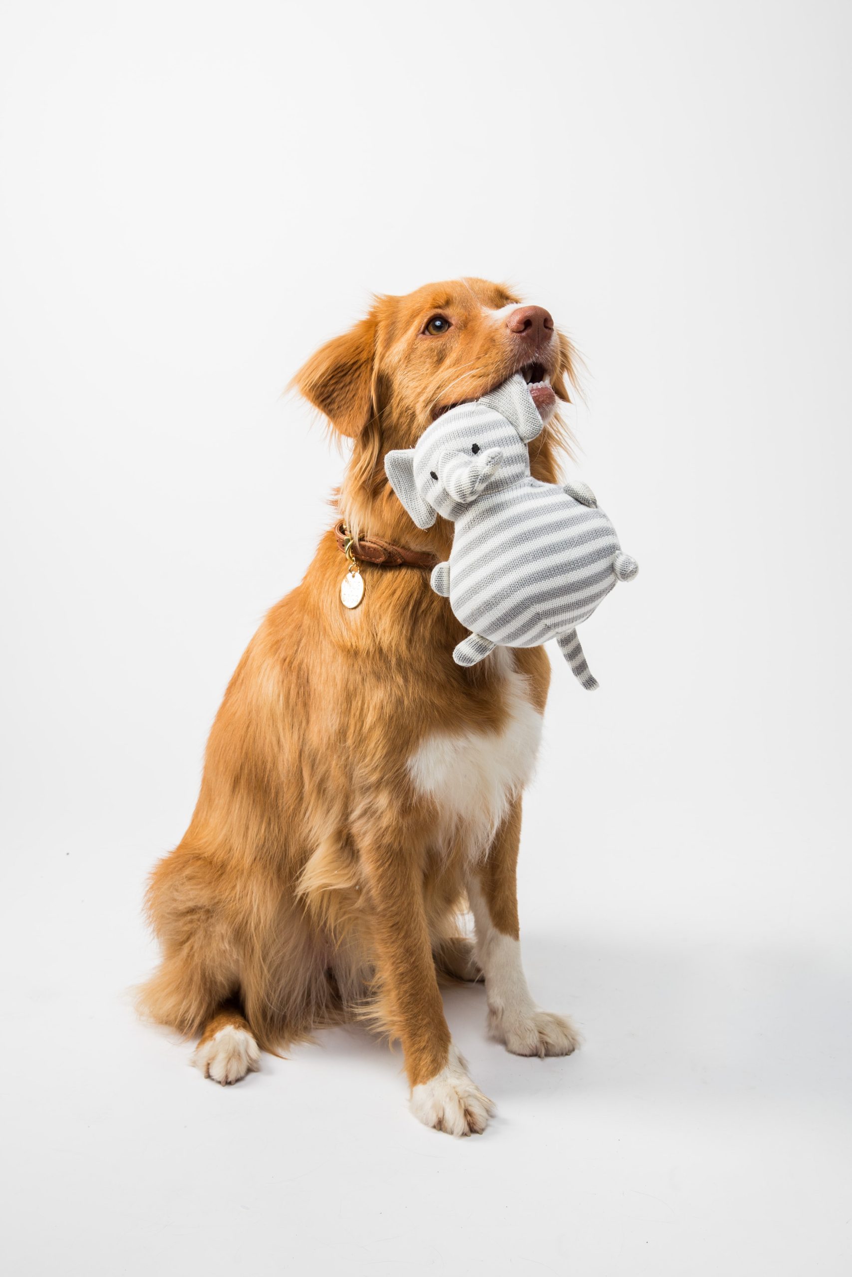 Understanding and Preventing UTIs in Dogs