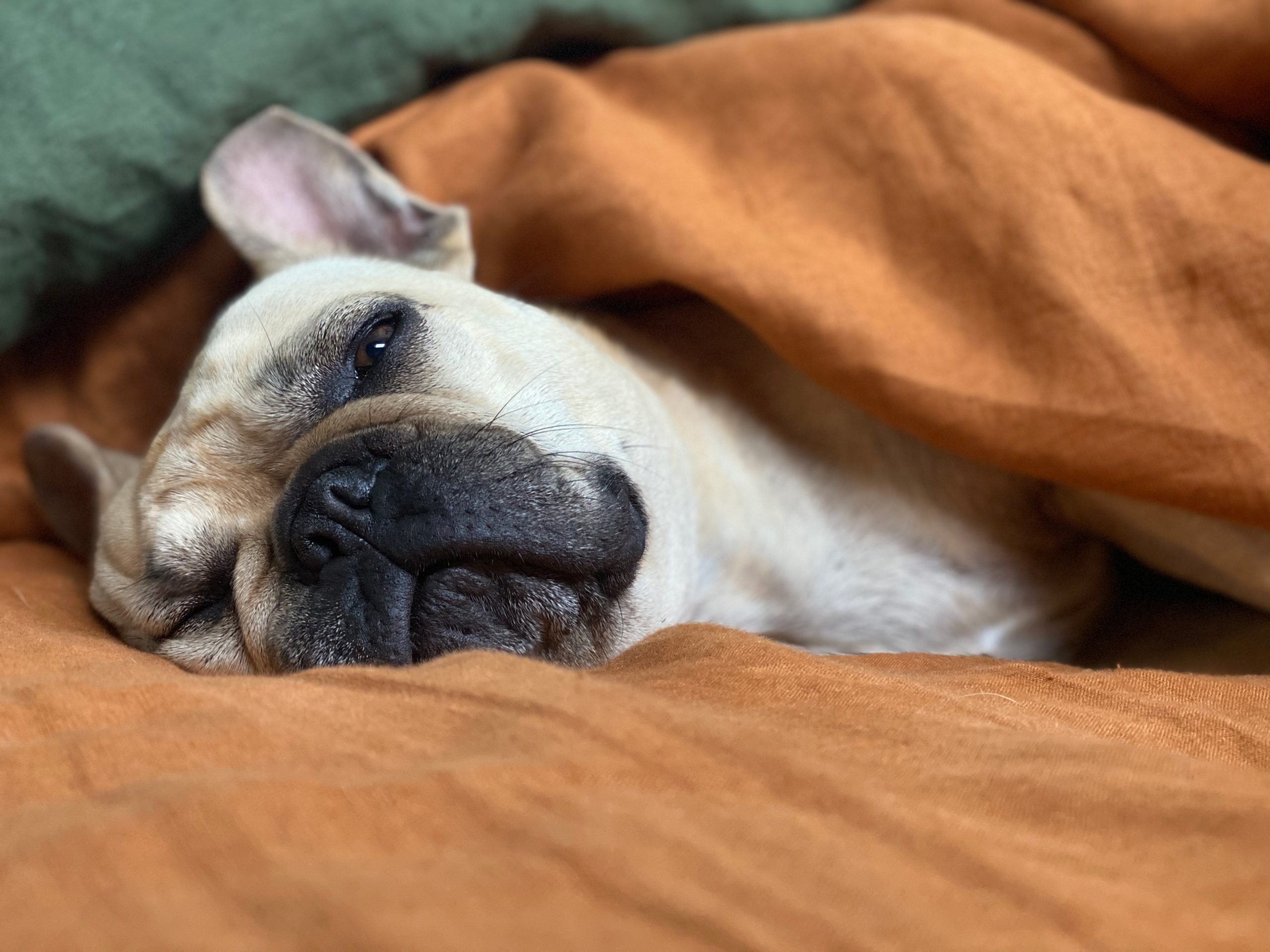Top 10 Low Energy Dog Breeds for Your Laidback Lifestyle