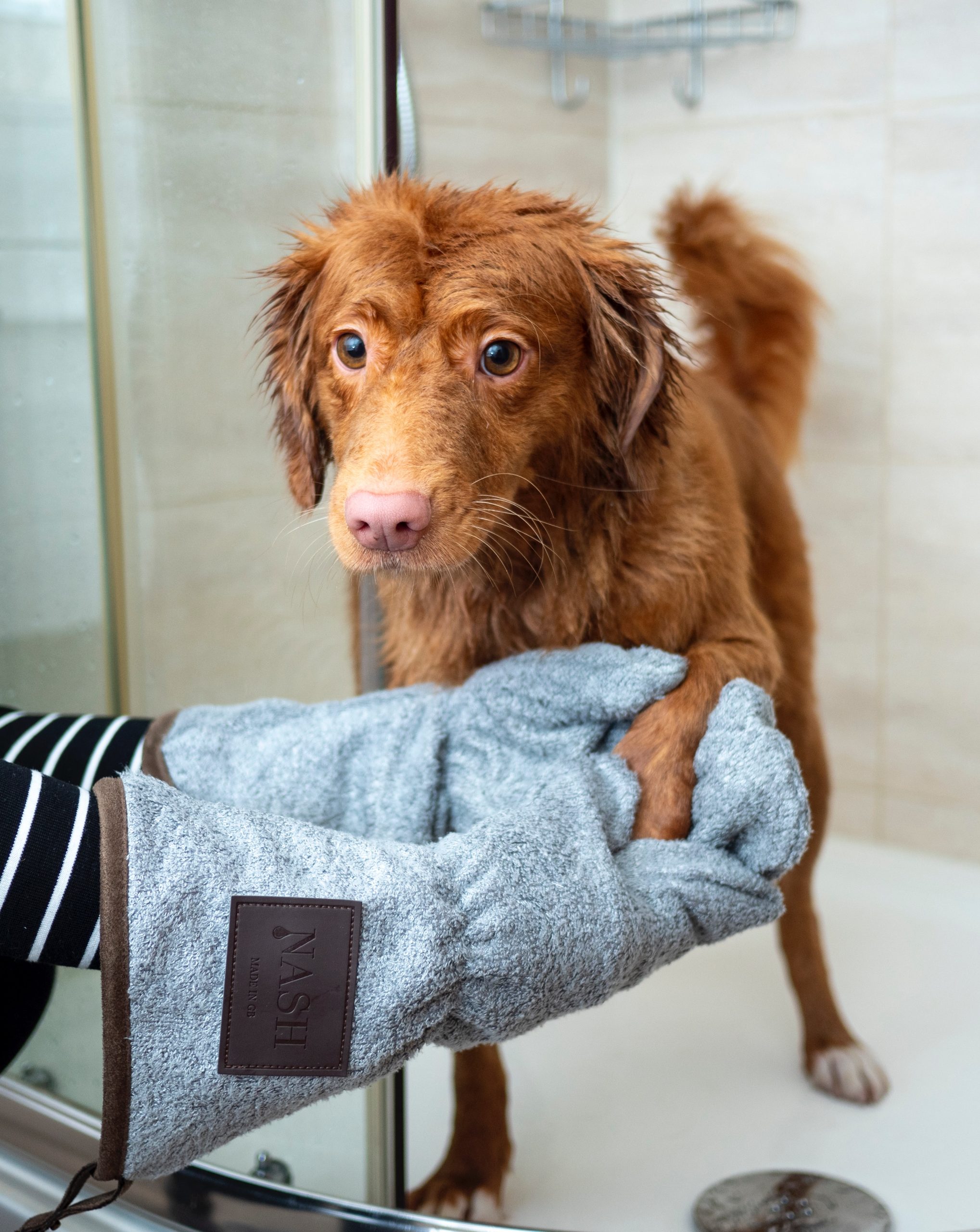 The Ultimate Guide to Dog Grooming: Tips for Healthy Coats and Happy Paws