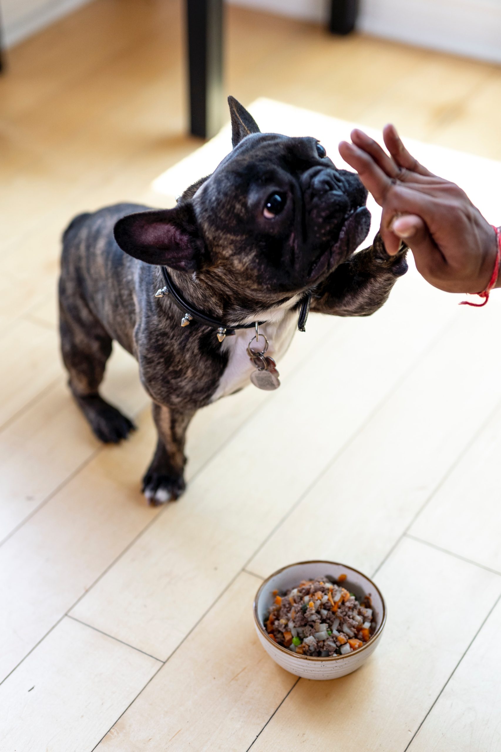 The Ultimate Guide to a Nutritious Diet for Your Dog