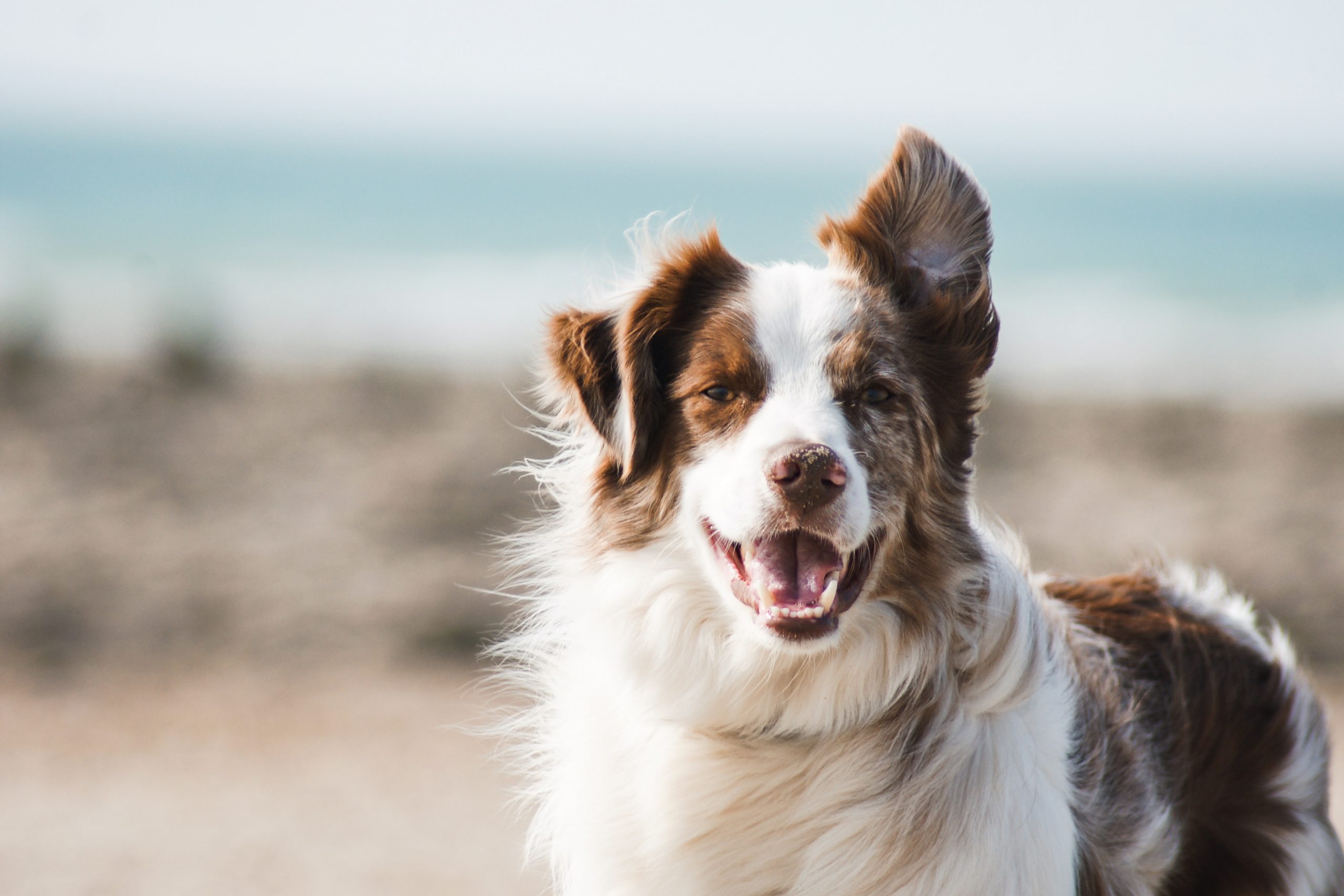 The Crucial Role of Rabies Vaccines for Dogs