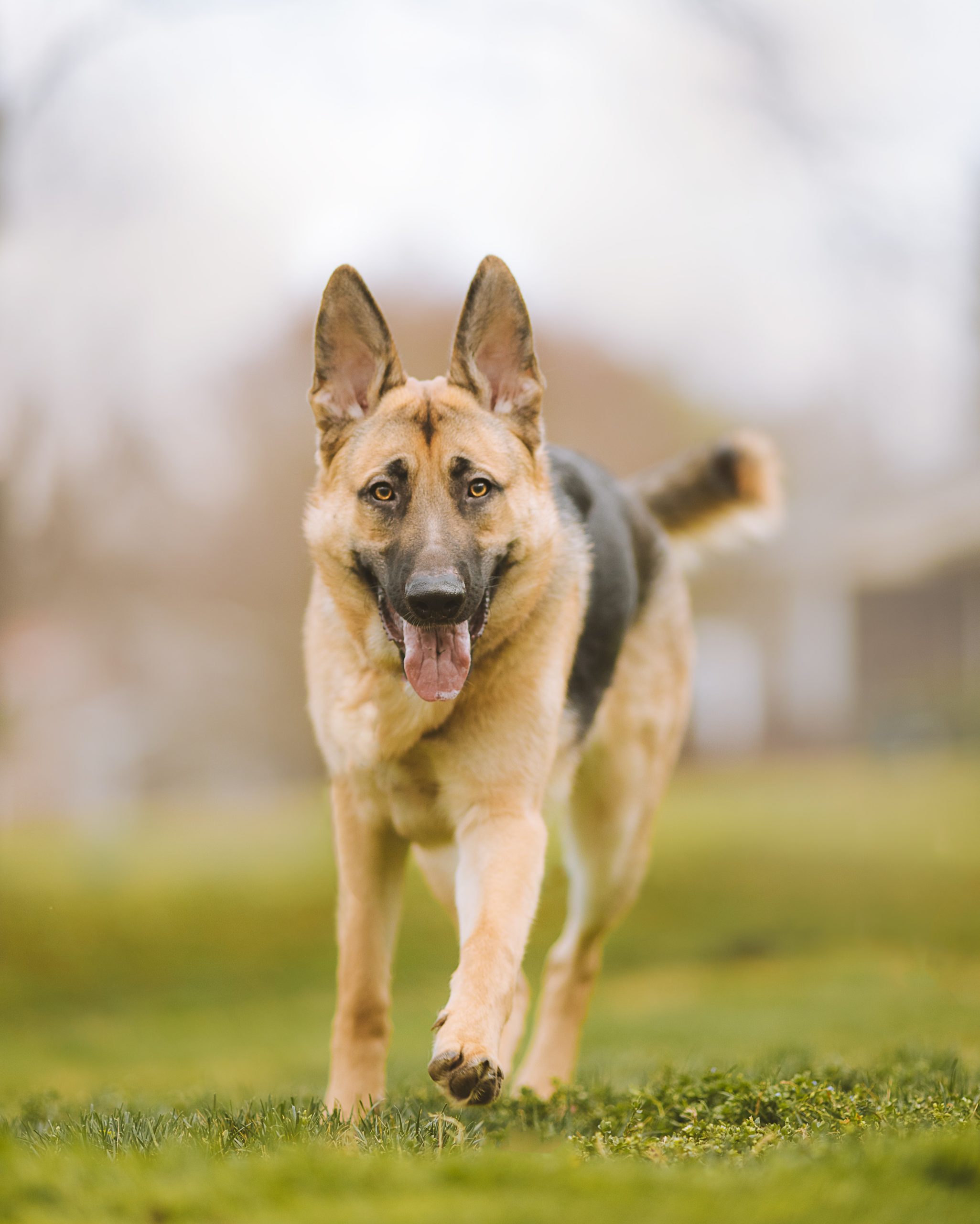 How Much Exercise Does My Dog Need? Meeting Your Dogs Exercise Needs