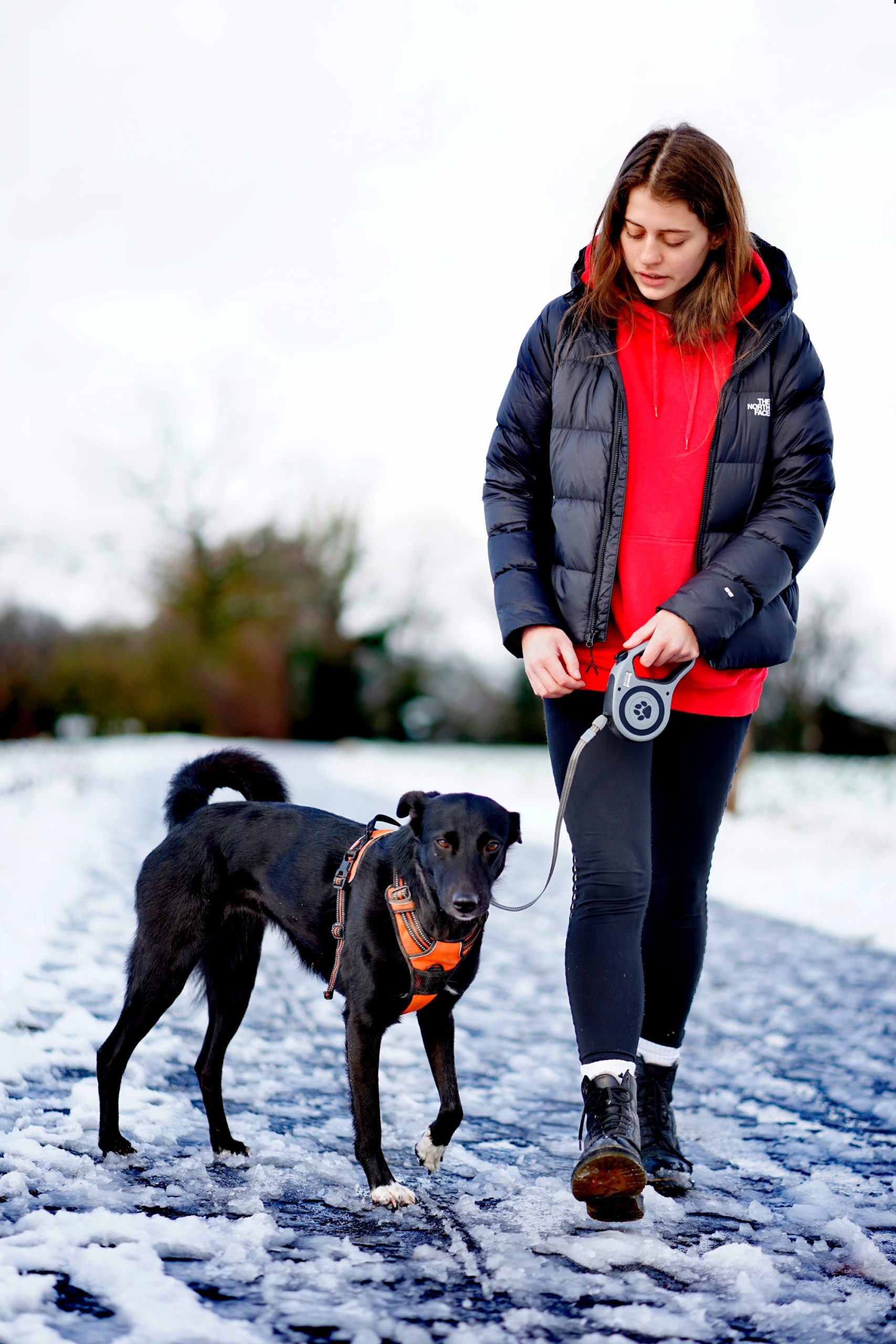 Winter Paw Care: Keeping Your Dog Safe and Happy