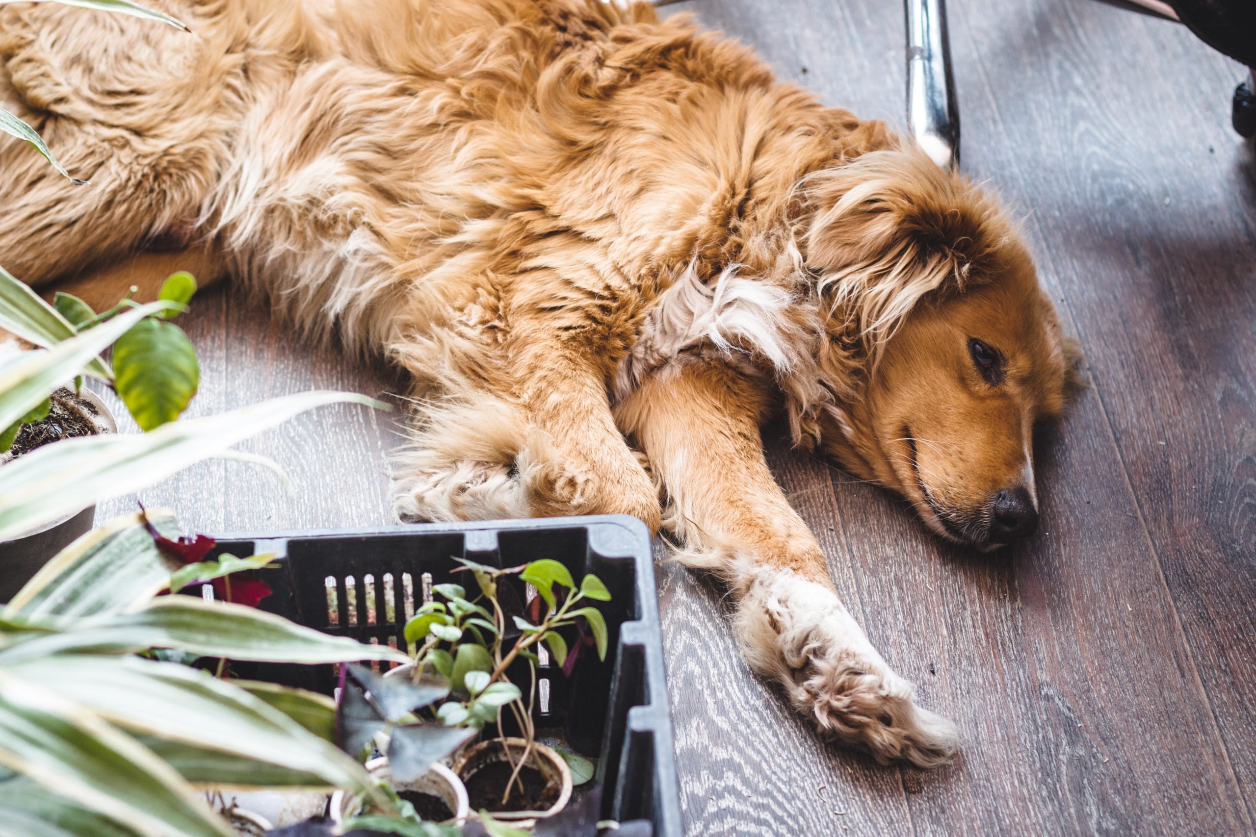 A Guide to Identifying and Preventing Toxic Plants for Dogs