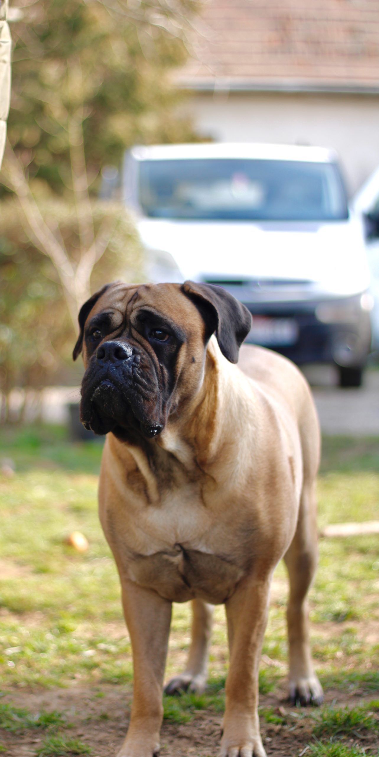The Bullmastiff: A Complete Guide to History, Care, and Training