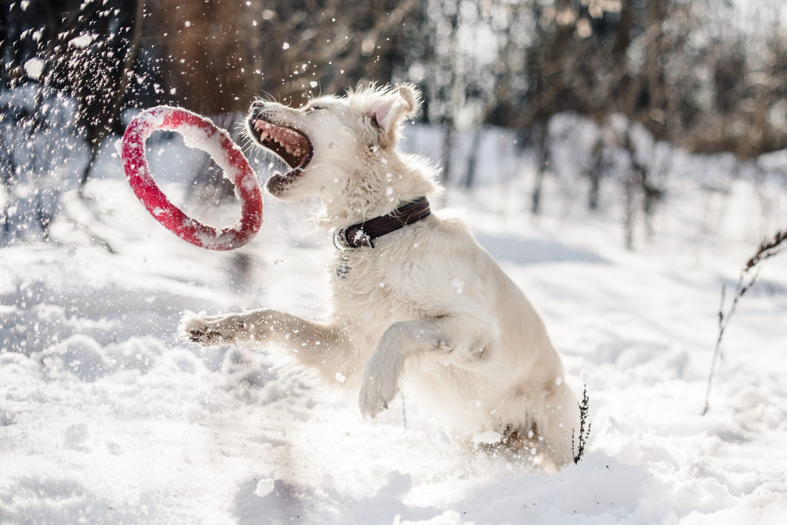 Winter Wonderland: Fun and Engaging Winter Activities for Your Dog