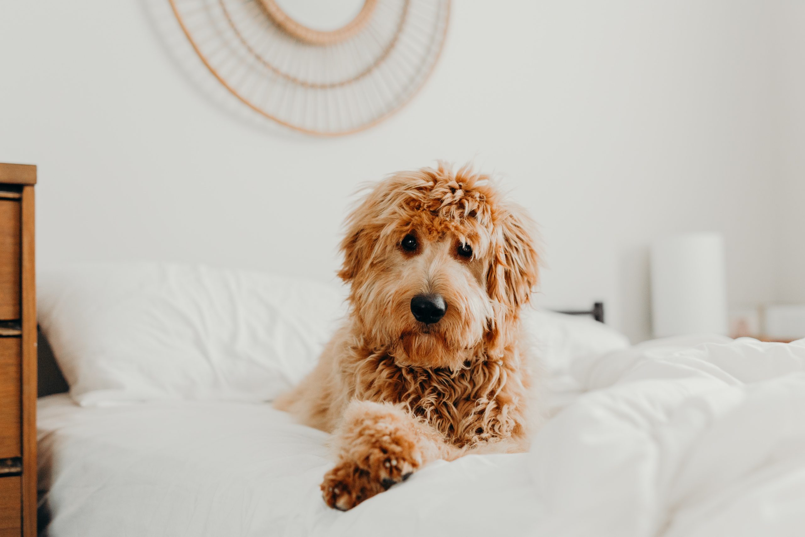 The Ultimate Guide to Goldendoodles: Traits, Sizes, and Care Tips